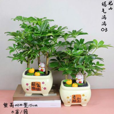 CÂY KIỂNG LÁ , CÂY PHONG THỦY , CÂY BONSAI MINI ĐỂ BÀN ” CÂY NGŨ GIA BÌ CHÂN CHIM " CHẬU SỨ