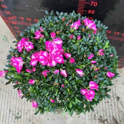 CHẬU HOA ĐỖ QUYÊN NHẬT LÁ NHỎ SIZE TO HÀNG CÔNG TY NHẬP KHẨU