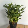 CÂY KIỂNG LÁ , CÂY PHONG THỦY , CÂY BONSAI MINI ĐỂ BÀN ” CÂY NGŨ GIA BÌ CHÂN CHIM