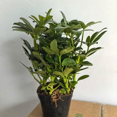 CÂY KIỂNG LÁ , CÂY PHONG THỦY , CÂY BONSAI MINI ĐỂ BÀN ” CÂY NGŨ GIA BÌ CHÂN CHIM