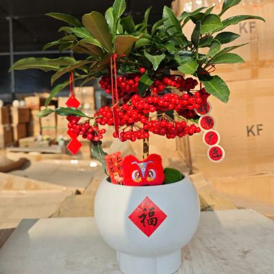 CÂY KIỂNG LÁ , CÂY PHONG THỦY  "  cây kim ngân lượng siêu quả chậu sứ bonsai đẹp"
