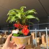 CÂY KIỂNG LÁ , CÂY PHONG THỦY  "  cây kim ngân lượng siêu quả chậu sứ bonsai đẹp"