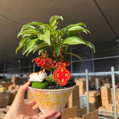 CÂY KIỂNG LÁ , CÂY PHONG THỦY  "  cây kim ngân lượng siêu quả chậu sứ bonsai đẹp"