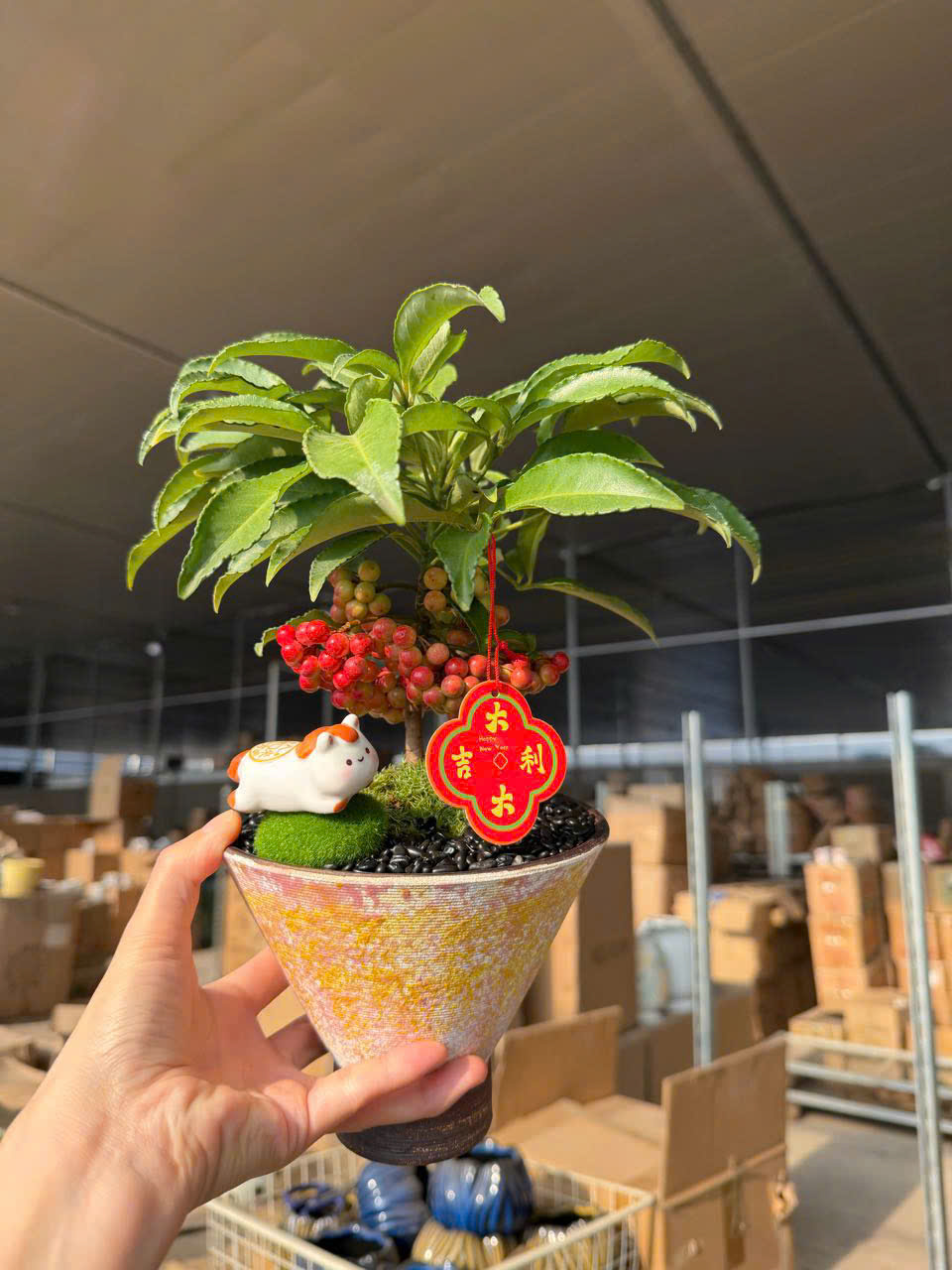 CÂY KIỂNG LÁ , CÂY PHONG THỦY " cây kim ngân lượng siêu quả chậu sứ bonsai đẹp" CÂY KIỂNG LÁ , CÂY PHONG THỦY " cây kim ngân lượng siêu quả chậu sứ bonsai đẹp"