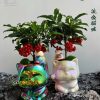 CÂY KIỂNG LÁ , CÂY PHONG THỦY  "  cây kim ngân lượng siêu quả chậu sứ bonsai đẹp"
