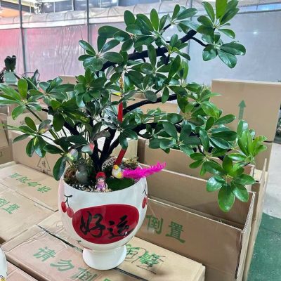 CÂY KIỂNG LÁ , CÂY PHONG THỦY , CÂY BONSAI MINI ĐỂ BÀN ” CÂY NGŨ GIA BÌ CHÂN CHIM " CHẬU SỨ