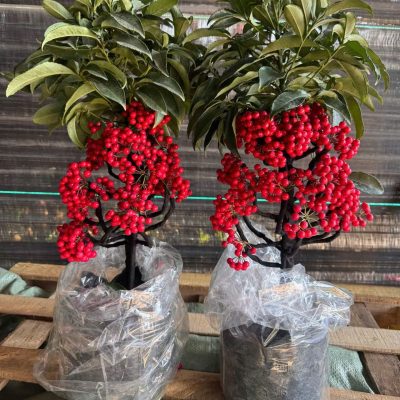 CÂY KIỂNG LÁ , CÂY PHONG THỦY  "  cây kim ngân lượng siêu lùn siêu quả chậu sứ bonsai đẹp " nhập khẩu