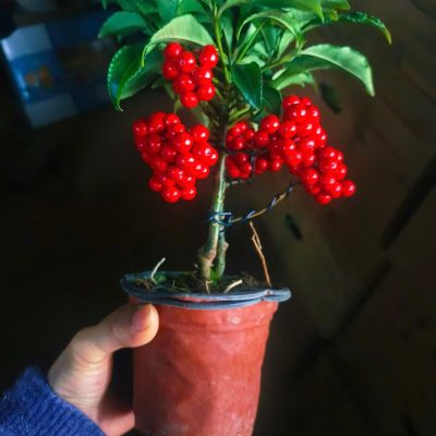 CÂY KIỂNG LÁ , CÂY PHONG THỦY  "  cây kim ngân lượng siêu lùn siêu quả chậu sứ bonsai đẹp " nhập khẩu