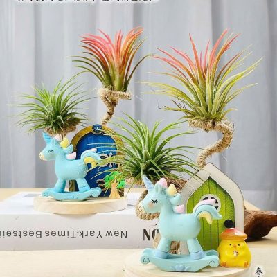 CÂY KIỂNG LÁ , CÂY PHONG THỦY  MINI ĐỂ BÀN "  CÂY KHÔNG KHÍ  BONSAI MINI " NHẬP KHẨU