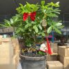 CÂY KIỂNG LÁ , CÂY PHONG THỦY , CÂY BONSAI MINI ĐỂ BÀN ” CÂY NGŨ GIA BÌ CHÂN CHIM " CHẬU SỨ