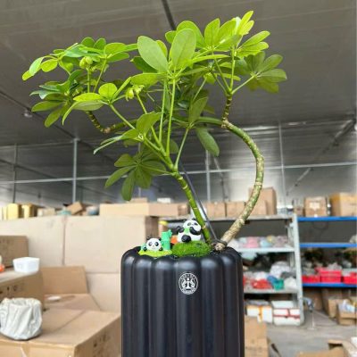 CÂY KIỂNG LÁ , CÂY PHONG THỦY , CÂY BONSAI MINI ĐỂ BÀN ” CÂY NGŨ GIA BÌ CHÂN CHIM " CHẬU SỨ