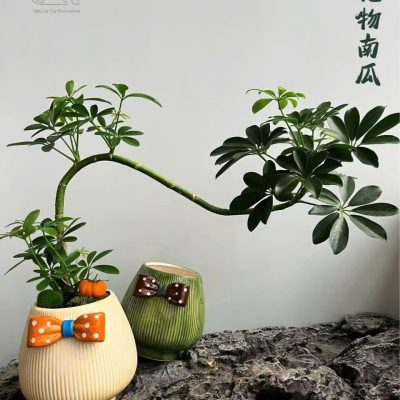CÂY KIỂNG LÁ , CÂY PHONG THỦY , CÂY BONSAI MINI ĐỂ BÀN ” CÂY NGŨ GIA BÌ CHÂN CHIM " CHẬU SỨ
