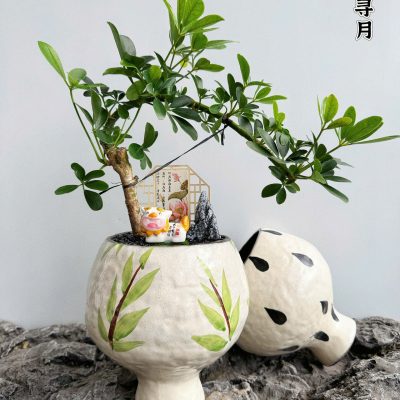 CÂY KIỂNG LÁ , CÂY PHONG THỦY , CÂY BONSAI MINI ĐỂ BÀN ” CÂY NGŨ GIA BÌ CHÂN CHIM " CHẬU SỨ
