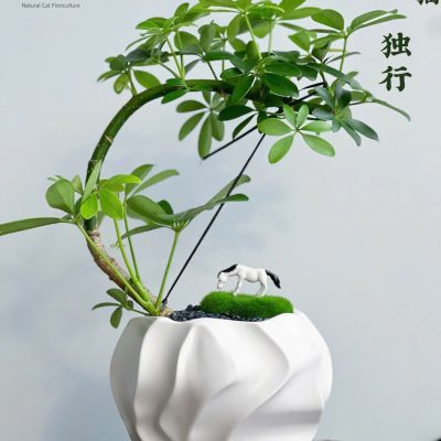 CÂY KIỂNG LÁ , CÂY PHONG THỦY , CÂY BONSAI MINI ĐỂ BÀN ” CÂY NGŨ GIA BÌ CHÂN CHIM " CHẬU SỨ