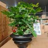 CÂY KIỂNG LÁ , CÂY PHONG THỦY , CÂY BONSAI MINI ĐỂ BÀN ” CÂY NGŨ GIA BÌ CHÂN CHIM " CHẬU SỨ