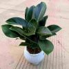 CÂY KIỂNG LÁ , CÂY PHONG THỦY  MINI ĐỂ BÀN "  CÂY TRẦU BÀ ĐẾ VƯƠNG XANH " NHẬP KHẨU