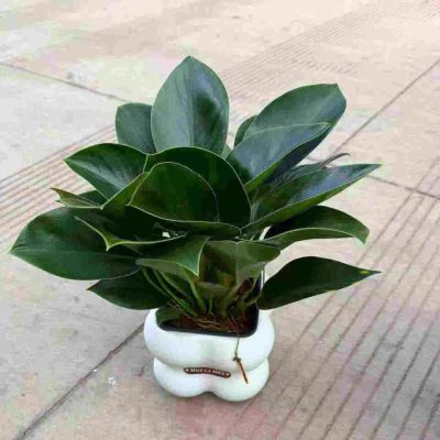 CÂY KIỂNG LÁ , CÂY PHONG THỦY  MINI ĐỂ BÀN "  CÂY TRẦU BÀ ĐẾ VƯƠNG XANH " NHẬP KHẨU