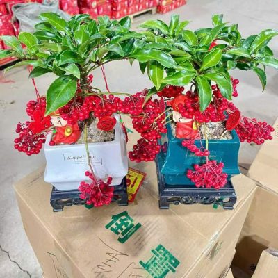 CÂY KIỂNG LÁ , CÂY PHONG THỦY  "  cây kim ngân lượng siêu quả chậu sứ bonsai đẹp"