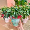 CÂY KIỂNG LÁ , CÂY PHONG THỦY  "  cây kim ngân lượng siêu quả chậu sứ bonsai đẹp"