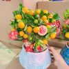 CÂY KIỂNG LÁ , CÂY PHONG THỦY , CÂY BONSAI MINI ĐỂ BÀN ” CÂY QUẤT SIÊU LÙN SIÊU QUẢ "  NHẬP KHẨU