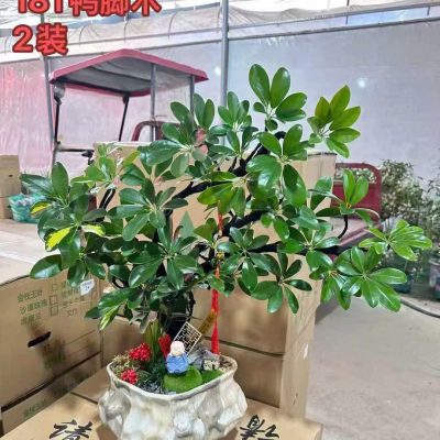 CÂY KIỂNG LÁ , CÂY PHONG THỦY , CÂY BONSAI MINI ĐỂ BÀN ” CÂY NGŨ GIA BÌ CHÂN CHIM "