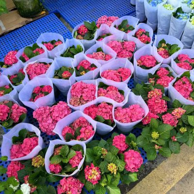 CHẬU HOA CẨM TÚ CẦU ĐANG HOA MÀU HỒNG ĐẸP HÀNG CÔNG TY NHẬP KHẨU
