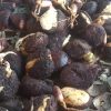 Hạt giống cây trẩu - 1kg