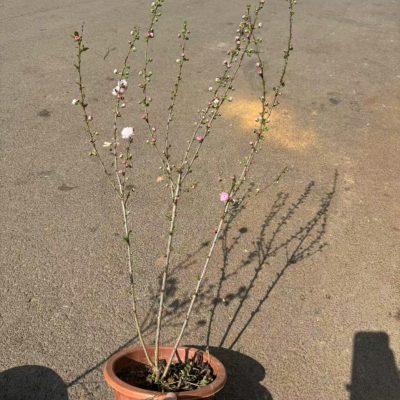 CHẬU Hoa Đào Sakura cánh kép - chậu cây sẵn nụ hoa nhập khẩu