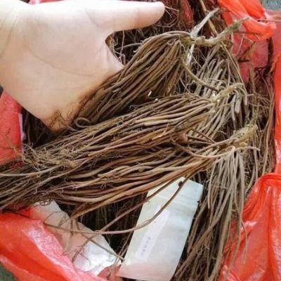 CỦ GIỐNG HOA " LEO ÔNG LÃO ĐỦ MÀU " nhập khẩu