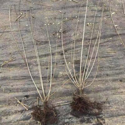 CÂY GIỐNG HOA " Đào Sakura cánh kép " nhập khẩu