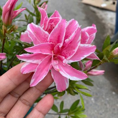 CHẬU HOA " ĐỖ QUYÊN CÁNH KÉP, CÓ 2 MÀU HOA " nhập khẩu