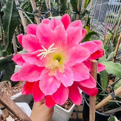 Chậu Hoa Nhật Quỳnh ” Epiphyllum Meadow Rose “