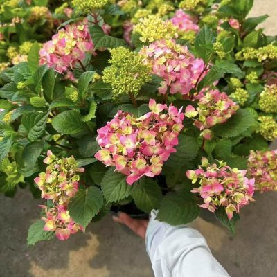 CHẬU HOA " CẨM TÚ CẦU NHIỆT ĐỚI THÂN ĐỎ SIÊU CHỊU NHIỆT, SIÊU KHỎE " nhập khẩu
