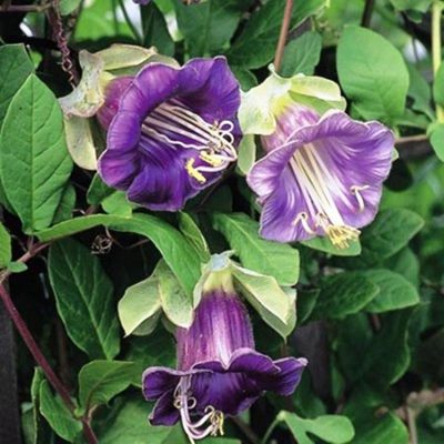 CHẬU HOA " CHUÔNG LEO ĐỦ MÀU - (hoa chuông Nam Mỹ) " nhập khẩu