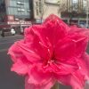 Củ Hoa huệ tây Amaryllis ” Candy Fairy ” nhập khẩu