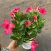 CHẬU HOA " HỒNG ANH ĐỦ MÀU " nhập khẩu - CHẬU XUM TO, SẴN HOA