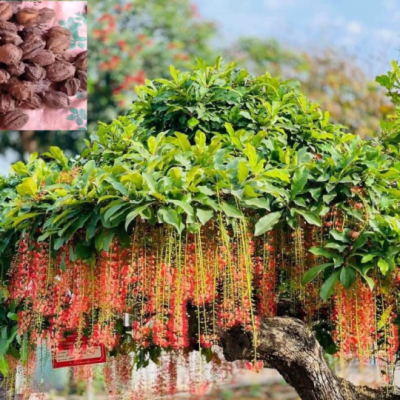Hạt giống cây lộc vừng hoa đỏ  – 1KG