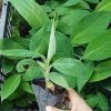 CÂY GIỐNG " chuối sáp nghệ "- cây giống ươm mô chuẩn