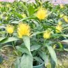 CÂY HOA RÂU BẮP - HOA LONG PHỤNG - Bạch Kim Vũ Hoa - cây Phù Dung Vàng