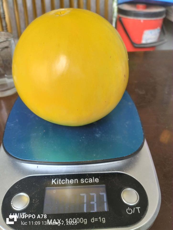 CÂY GIỐNG ” Vú sữa hoàng kim tứ quý ” NHẬP KHẨU - Quả nặng gần 1kg CÂY GIỐNG ” Vú sữa hoàng kim tứ quý ” NHẬP KHẨU - Quả nặng gần 1kg