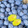CÂY GIỐNG ” Australian Sugar Plums - mận tím đường úc quả dài   ” NHẬP KHẨU