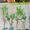 CÂY GIỐNG ” QUÝT ASHITAMI - Quýt Okitsu 58 ” NHẬP KHẨU