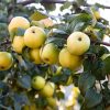 CÂY GIỐNG ” Táo  Ein Shemer (Vàng)  ” NHẬP KHẨU
