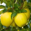 CÂY GIỐNG ” Dorsett Golden Apple - TÁO NHIỆT ĐỚI  ” NHẬP KHẨU