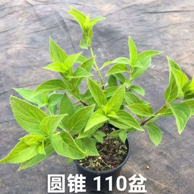 CHẬU HOA " CẨM TÚ CẦU CHÓP " SIZE NHỎ nhập khẩu