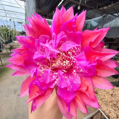 Chậu Hoa Nhật Quỳnh ” Kiwi Dazzle Razzle “ nhập khẩu