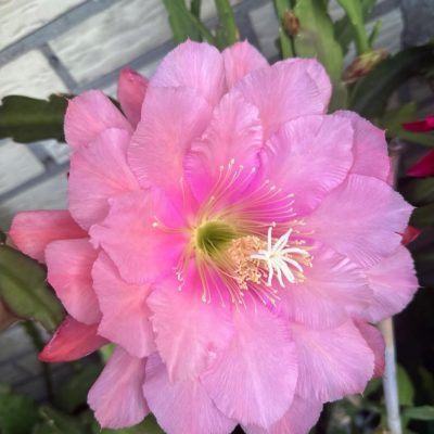 Chậu Hoa Nhật Quỳnh ” Epiphyllum Clarity’s Cao Bằng “ nhập khẩu