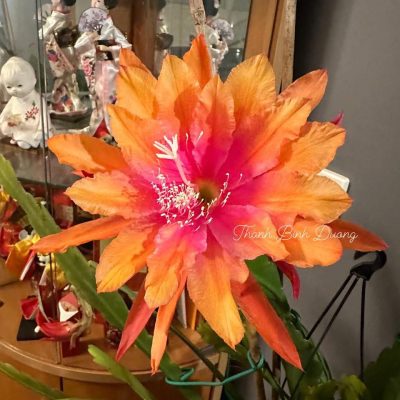 Chậu Hoa Nhật Quỳnh ” Clarity’s Happy Hippie  “ nhập khẩu