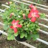 Chậu hoa sâm báo (chậu cây sâm bố chính hoa đỏ ) - lựa chọn tuyệt vời để vừa làm cảnh vừa lấy củ làm dược liệu.