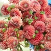 Hoa thược dược ngoại ” Dahlia Cornel Brons " nhập khẩu